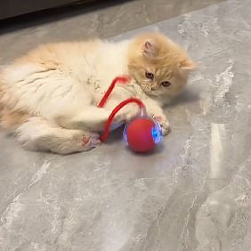 Cat playing with a red and blue toy on a gray floor